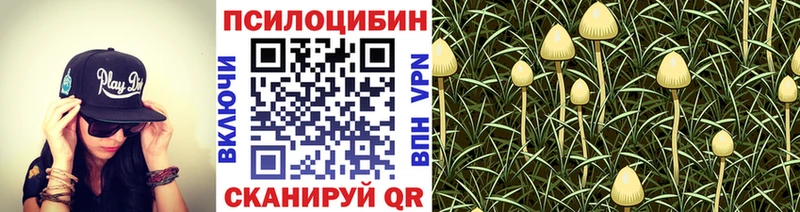 Купить где  Людиново  Псилоцибиновые грибы прущие грибы 